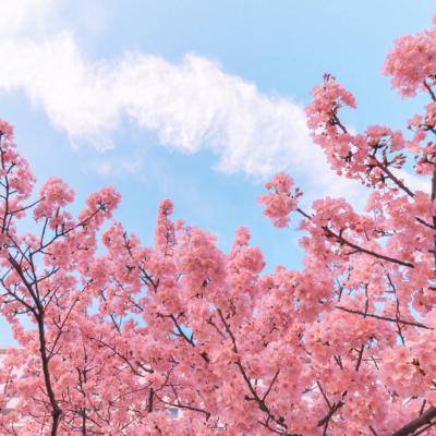 植树节种下300棵紫荆花树苗 “红木人”与大泽一起“森”呼吸